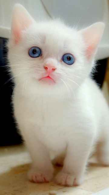 1863 Blue Eyes Kitten