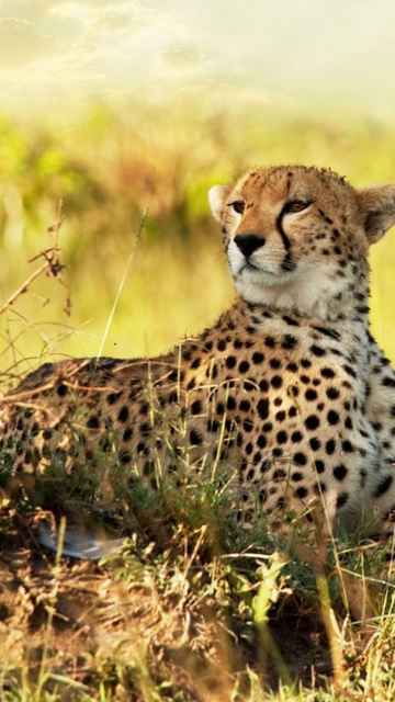1864 Cheetah Savanna Africa