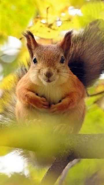 1865 Curious Squirrel